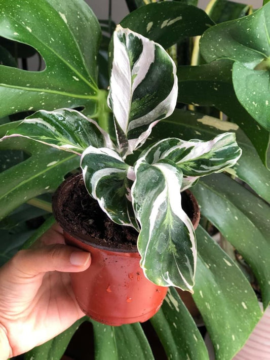 Calathea Fusion White 4” Live Plant, Variegated Calathea, Rare Indoor Plant, Calathea Fusion, Easy Care Houseplant