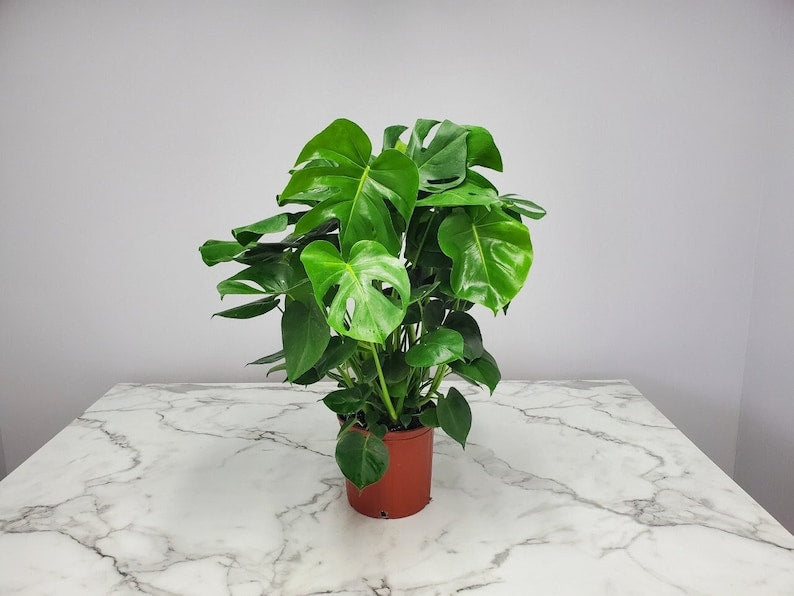 Large Split Leaf Philodendron Monstera Deliciosa Plant - Tropical Low Light House Plant - 3 Gallon Pot - Easy Care Indoor Foliage
