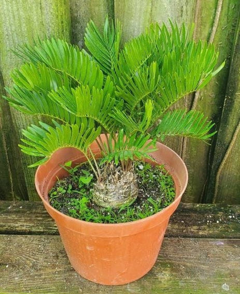 Coontie Palm Plant - Zamia Pumila - Atala Butterfly - Florida Grown - Outdoor Plant with Minor Blemishes