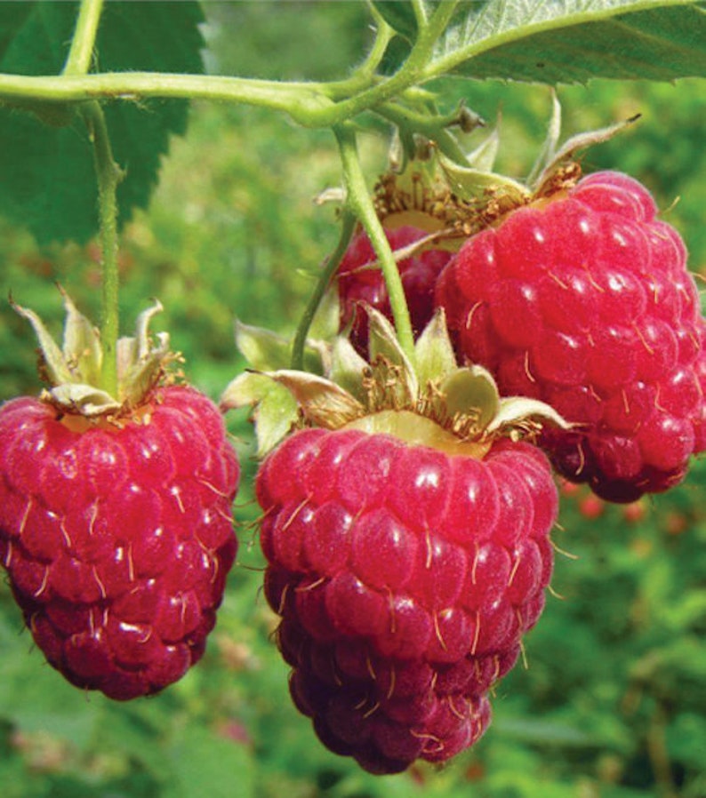 Everbearing Heritage Red Raspberry Plant - Rooted, Self-Pollinating, Cold-Hardy - Rubus idaeus - Zones 4-8
