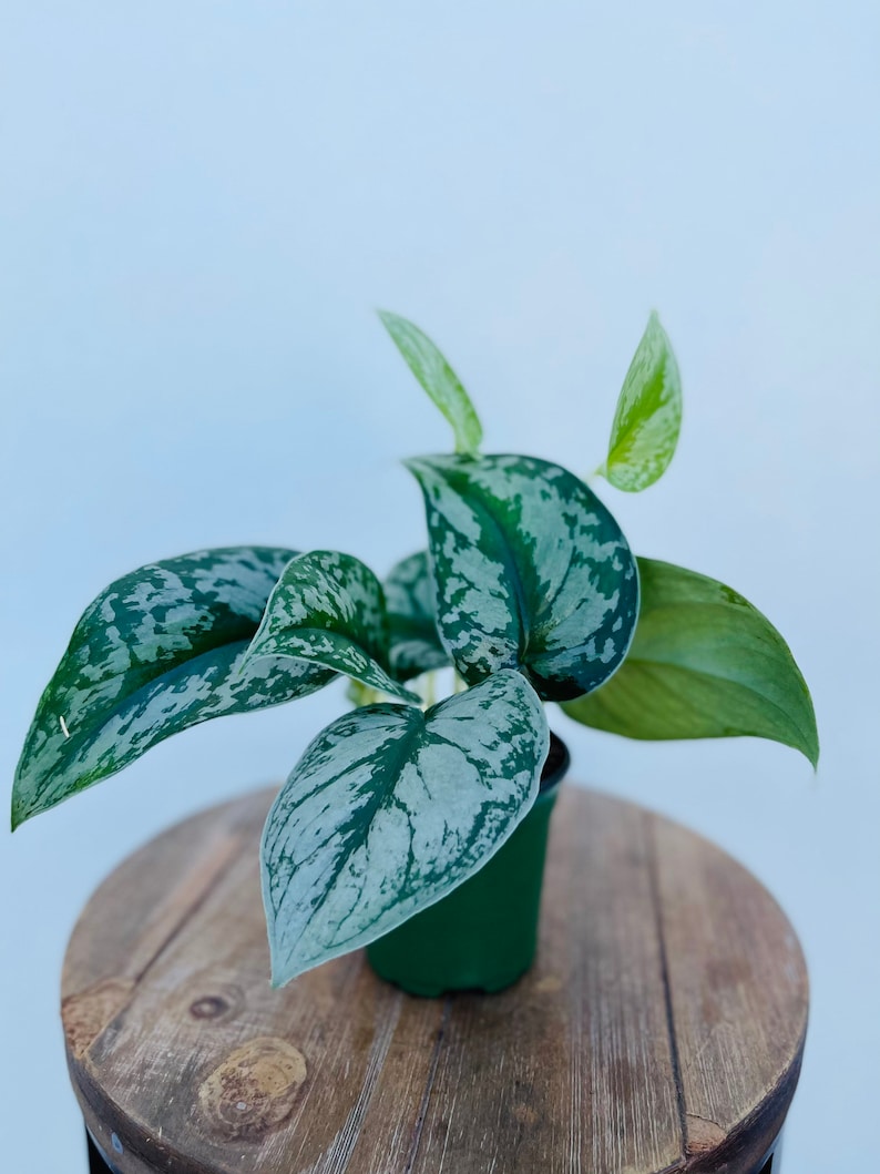 LIVE 4 Inch Pot Silver Satin Exotica Scindapsus Pictus, Variegated Houseplant with Large Leaves, Satin Pothos Decor