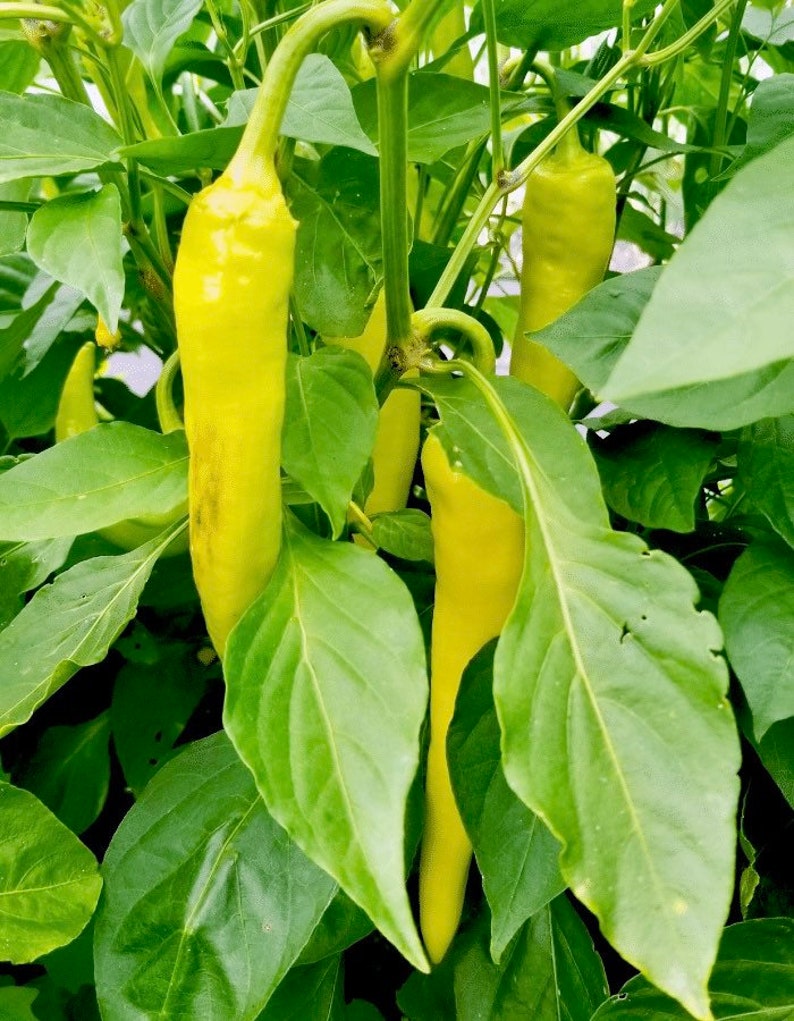 Live Sweet Banana Pepper Plant - Heirloom Variety - Capsicum annuum - Pre-order for March 2025 - Versatile & Flavorful