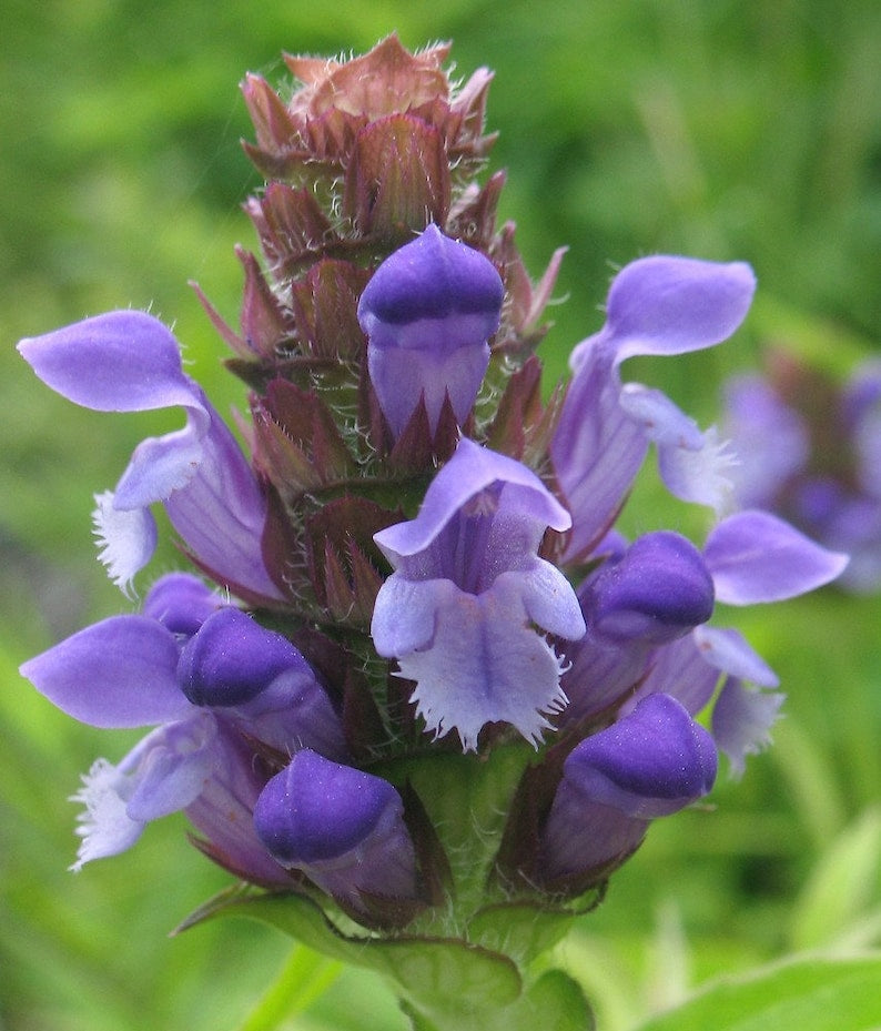 Organic Self Heal Plant - 3” Pot - Prunella vulgaris - Purple Flowers - Edible Herbal Groundcover - Free Shipping