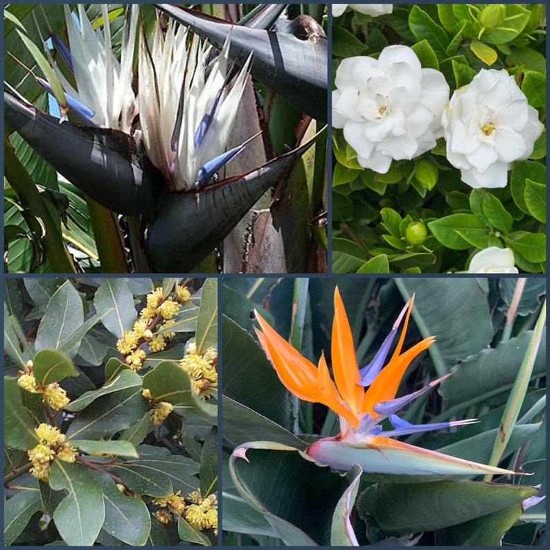 4Pk Variety Combo - Strelitzia Nicolai, Strelitzia Reginae, Laurus Nobilis, Gardenia Veitchii - Live Plants for Home Garden