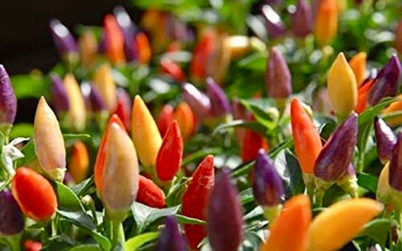 Numex Twilight Pepper Seeds (10ea) - Ornamental Chili Variety - Capsicum Annuum - Colorful Pods with 30,000-50,000 SHUs Heat Level