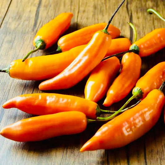 Aji Amarillo Pepper Plant - Pre-Order March 2025 - Capsicum baccatum - Very Hot Yellow Chile for Peruvian Cooking