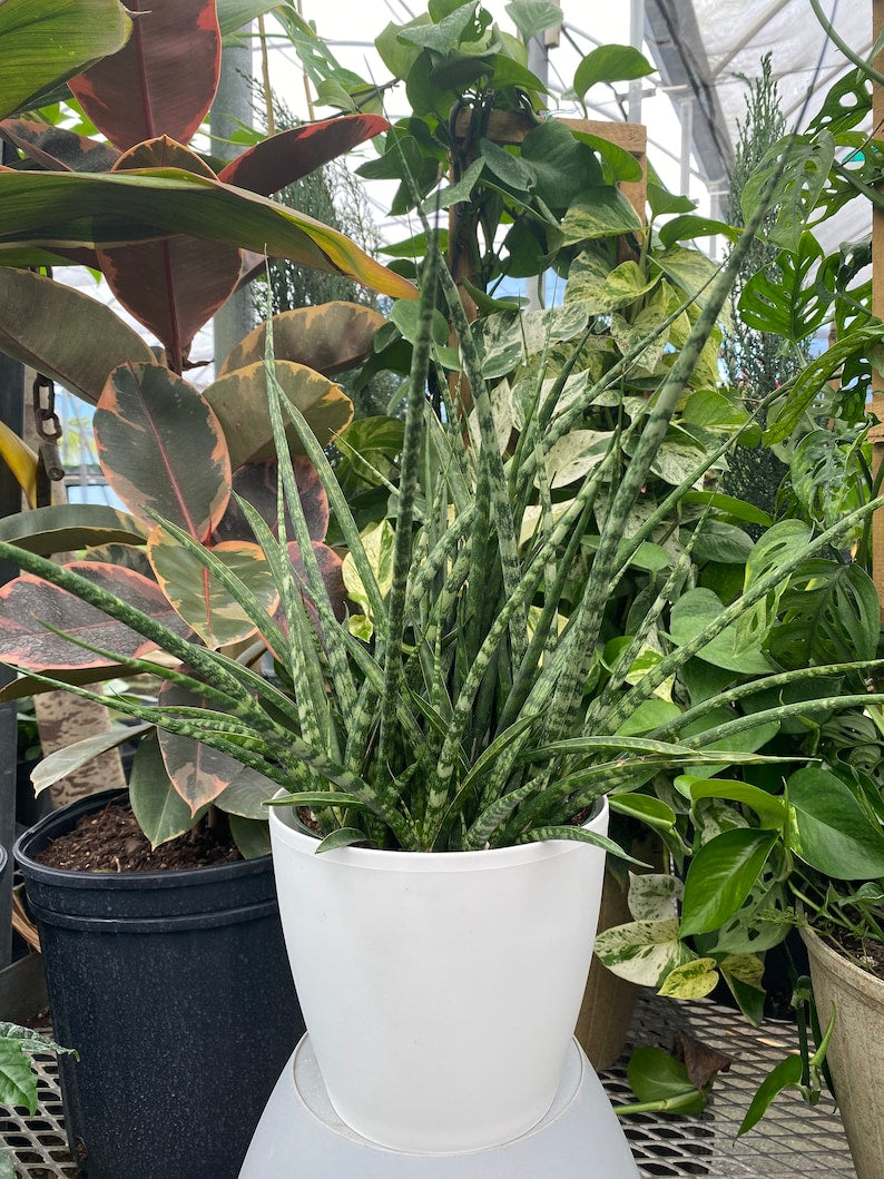 Sansevieria Fernwood Mikado Plant in White Deco Pot - Snake Plant, Indoor Air Purifier, Low Light, Easy Care, Sansevieria trifasciata