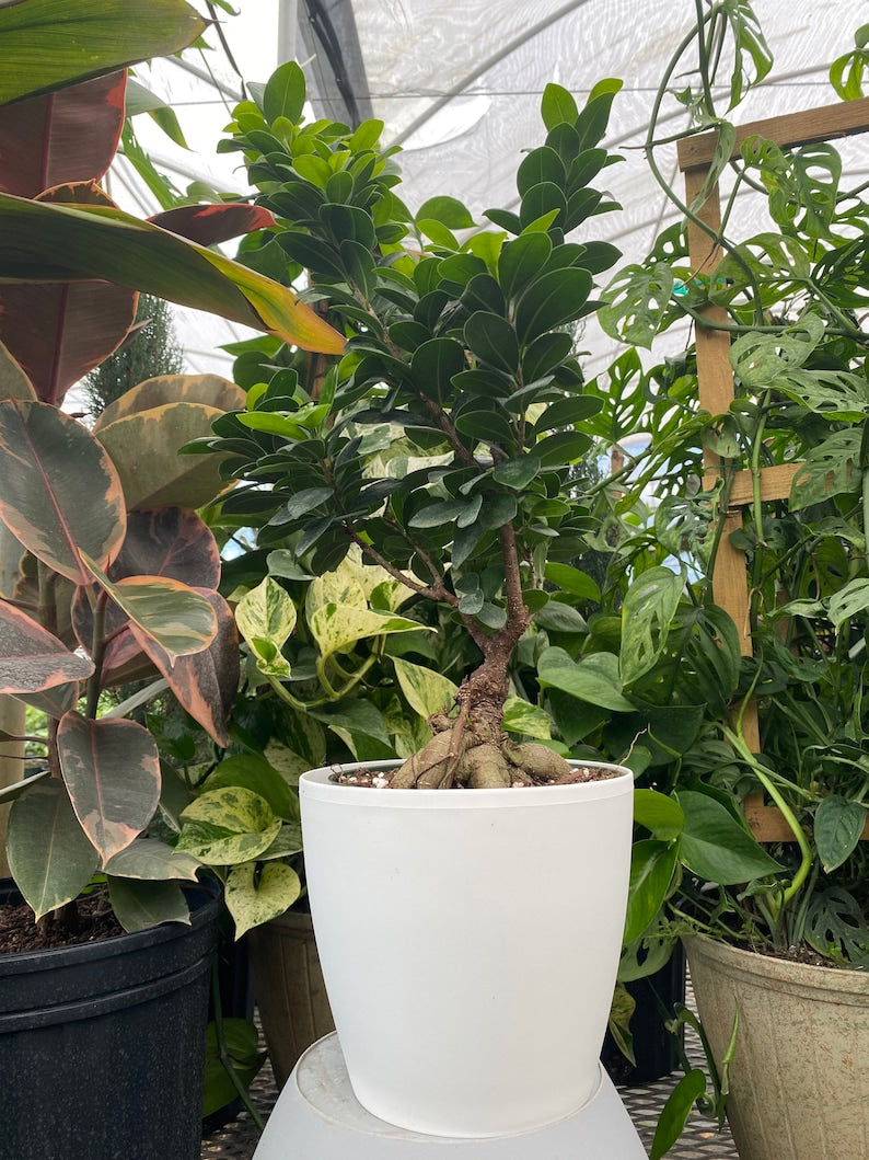 Ficus Ginseng Bonsai Plant, Live Indoor Decor, Low-Maintenance Houseplant, Ficus microcarpa, Drought Tolerant, Unique Feature