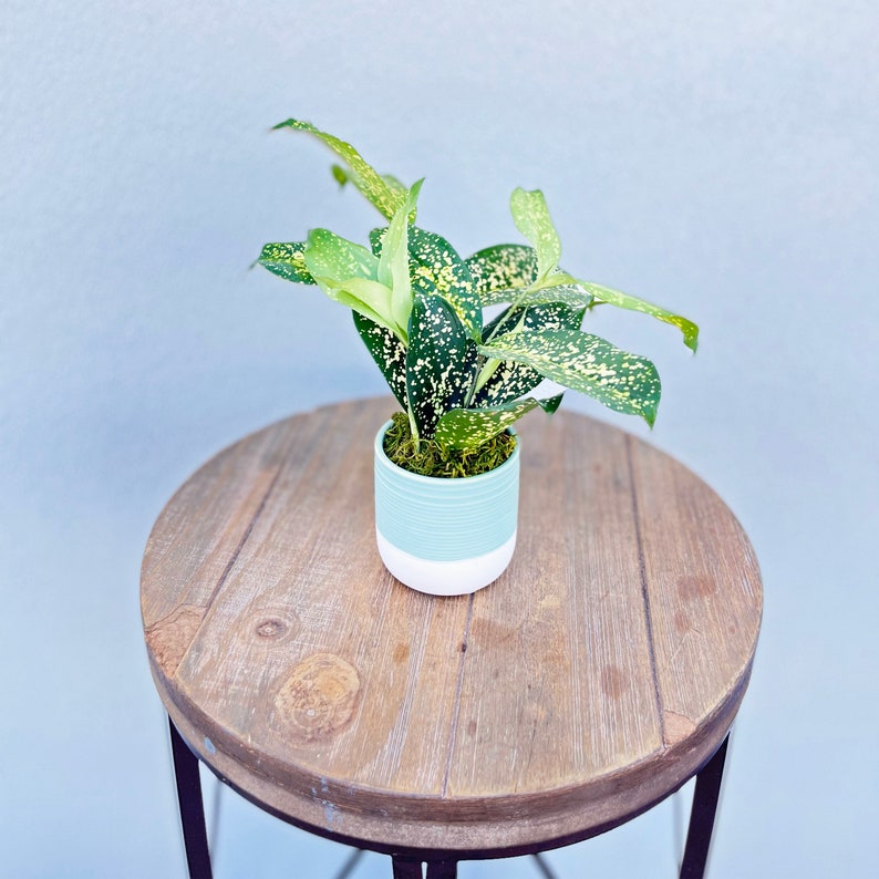 LIVE Florida Beauty Golddust Dracaena Surculosa Plant in Ceramic Pot - Indoor Air-Purifying Houseplant, Perfect Gift Option