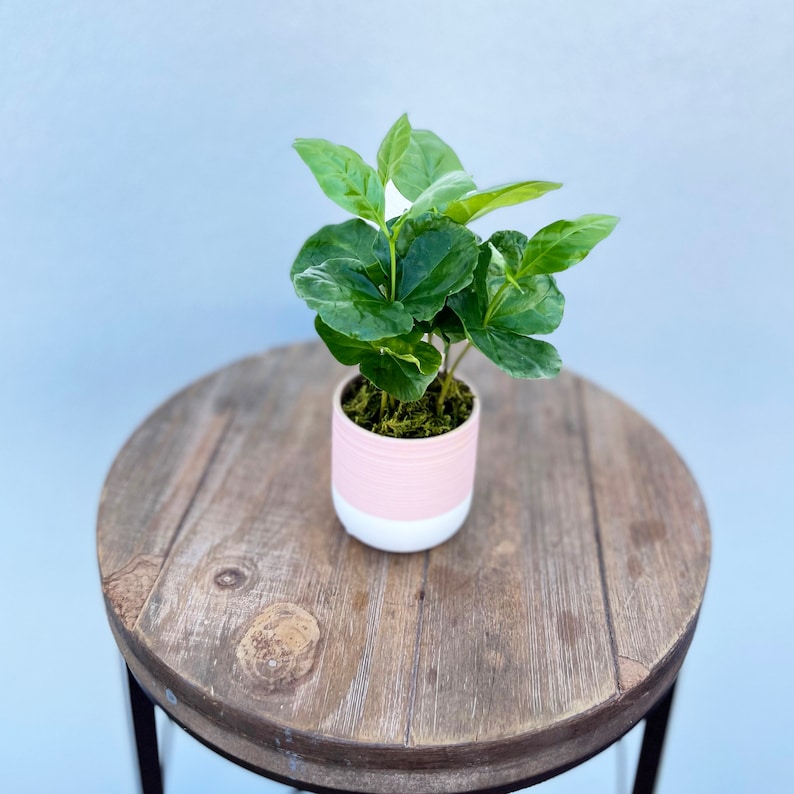 LIVE Coffee Plant in Ceramic Pot - Coffea Arabica - Office, Birthday, Sympathy Gift for Mom, Coworker, or Father’s Day