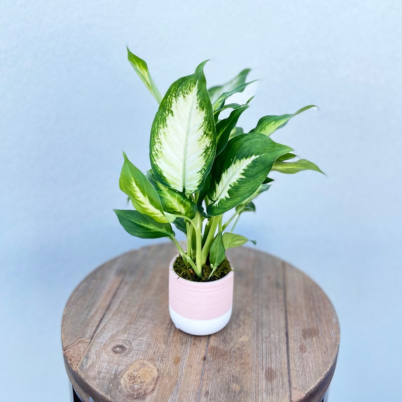 Live Dieffenbachia Dumb Cane Plant in Ceramic Pot | Indoor Houseplant | Variegated Leaves | Perfect Gift for Any Occasion