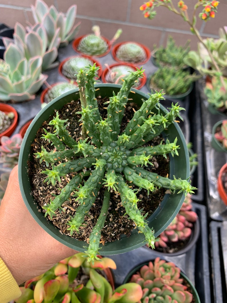 Medusa’s Head Succulent 4” Euphorbia flanaganii Live Plant - Rare Unique Variety in Plastic Container