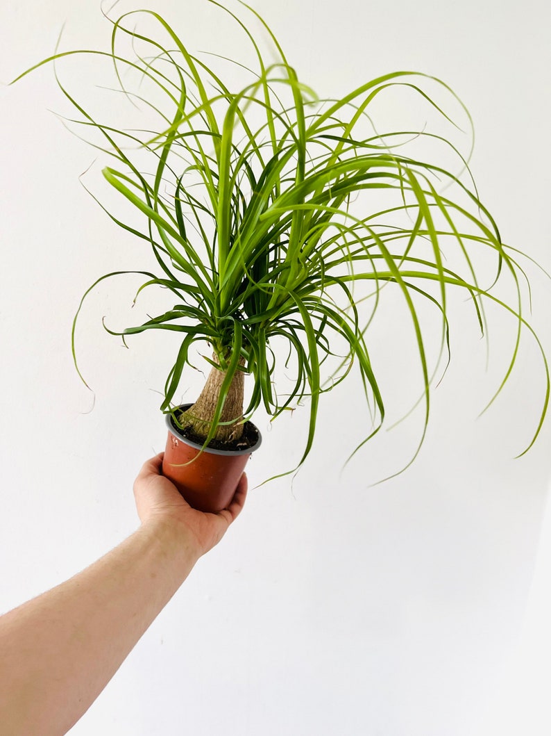 Ponytail Palm - 4” or 6” Stump Palm - Very Full Tropical Houseplant - Beaucarnea recurvata - Low Maintenance Indoor Plant