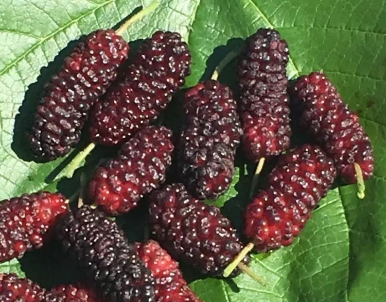 Illinois Everbearing Mulberry Tree Live Starter Plant 5-8" Morus rubra Sweet Fruit Non-GMO Pesticide Free Edible Ornamental