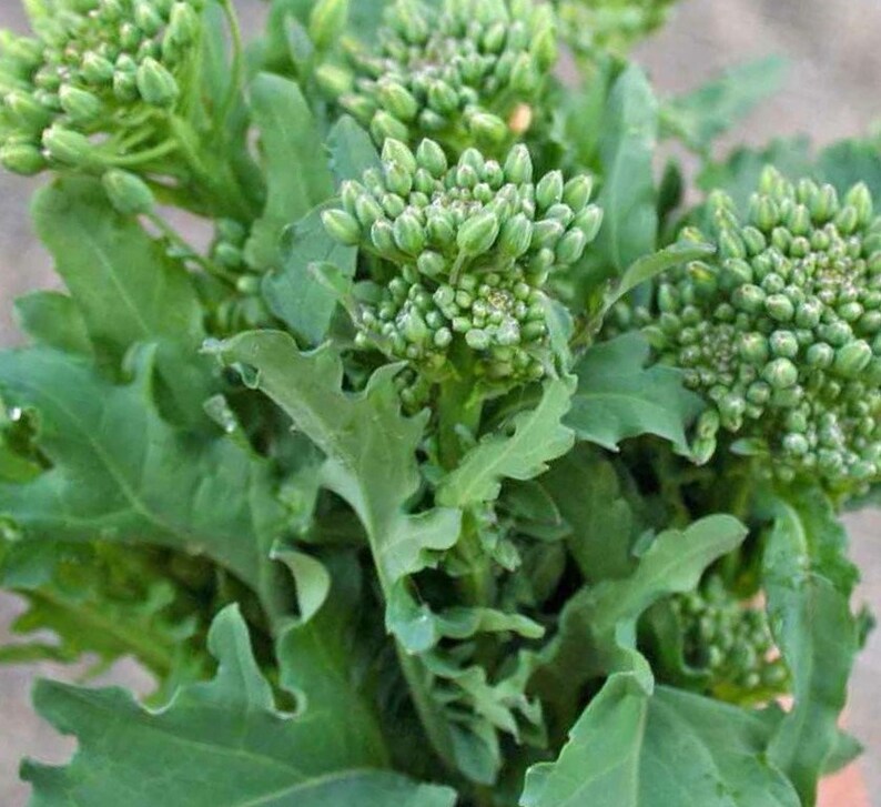 Broccoli Raab Rabe Spring Rapini 150 Seeds For Planting