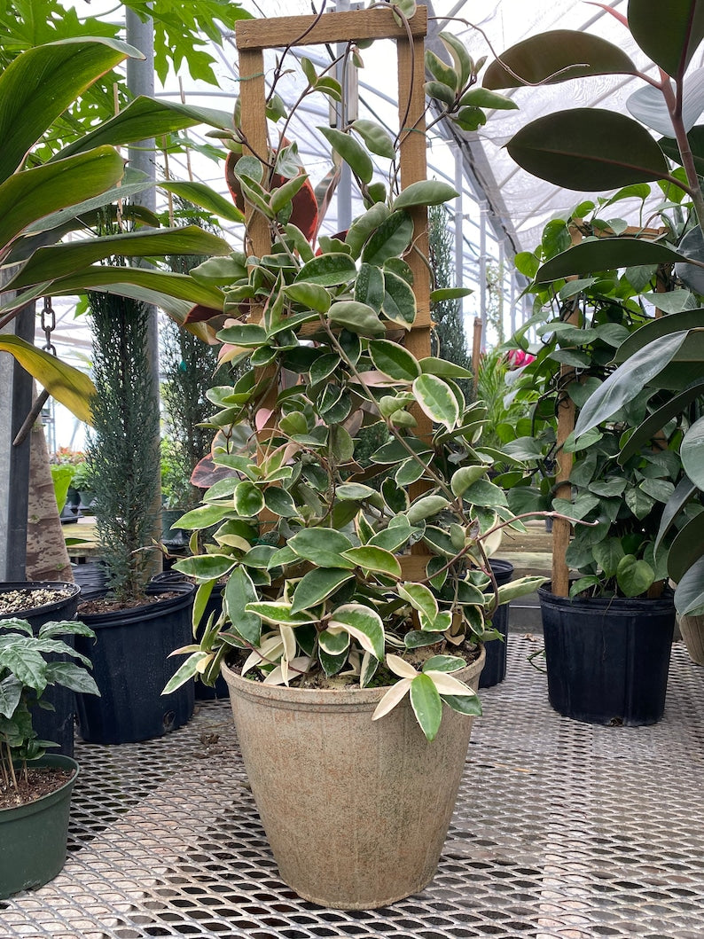 Hoya Krimson Queen Plant on Trellis, Variegated Hoya Carnosa, Green with Cream & Pink Edges, Hoya Krimson Queen