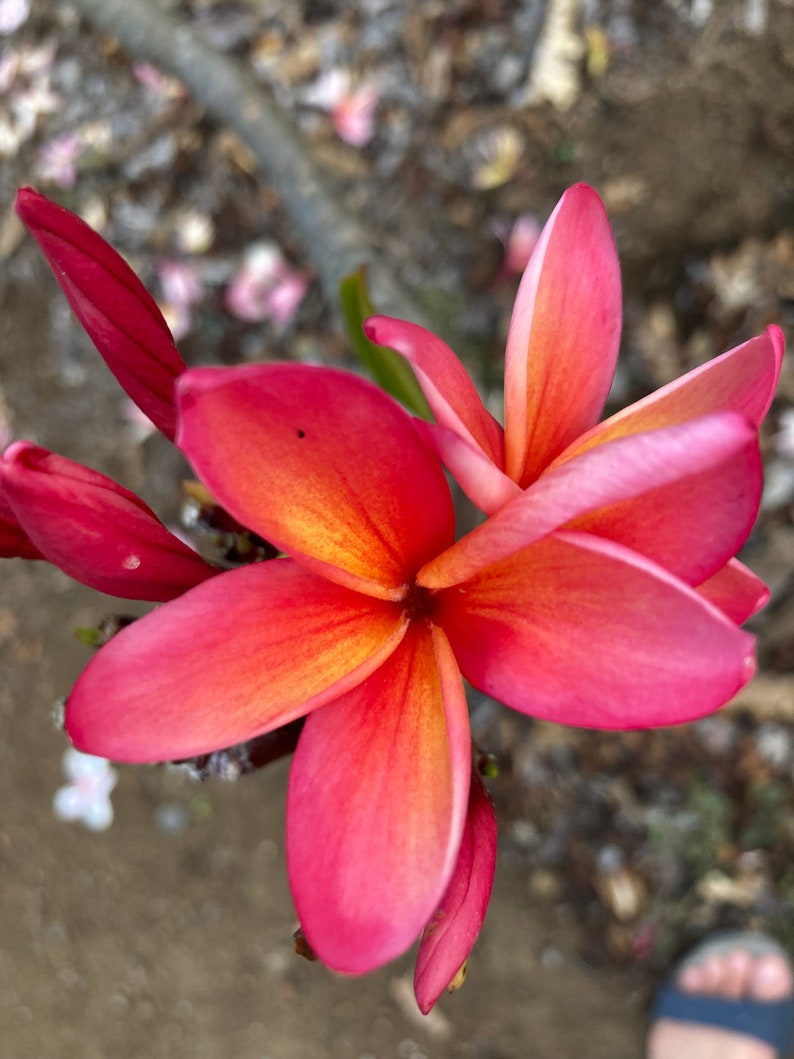 Frangipani Cutting 10-12 in Peach "Angus Gold" Plumeria Unrooted, Tropical Flowering Plant with Fruity Scent, Plumeria rubra