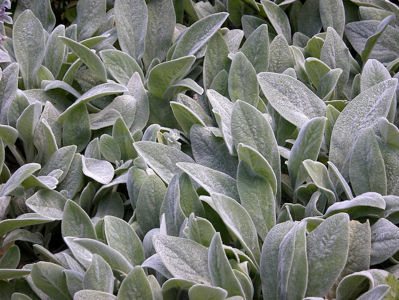 Lamb's Ear Starter Plant 2.5" Pot Silvery Foliage Stachys byzantina - Drought Tolerant Perennial for Garden Decor