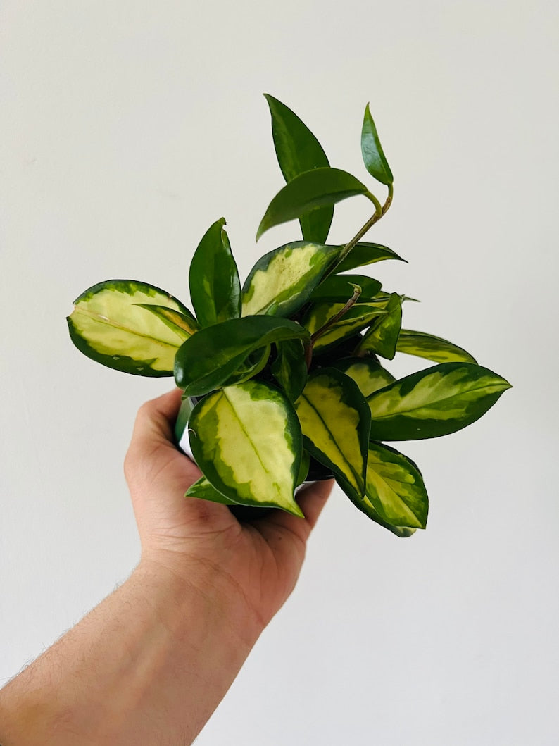 Hoya Carnosa Exotica Tricolor - Variegated Tropical Houseplant - 3in Pot - Hoya Krimson Princess