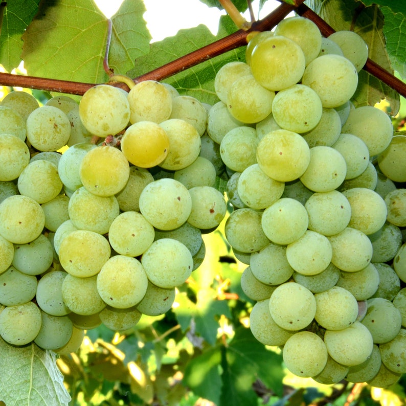 Niagara White Grape Plant - Live Rooted Starter - Vitis labrusca - Zones 5-8 - Juicy Greenish-White Grapes for Eating & Juice