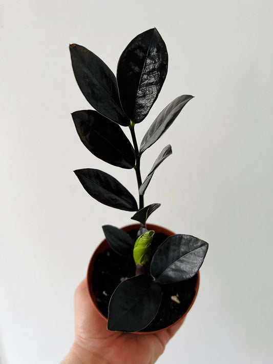 ZZ Nova Star Live Plant in 4” or 6” Pot - Easy Care Low Light Zamioculcas Zamiifolia - Drought Tolerant Air Purifier