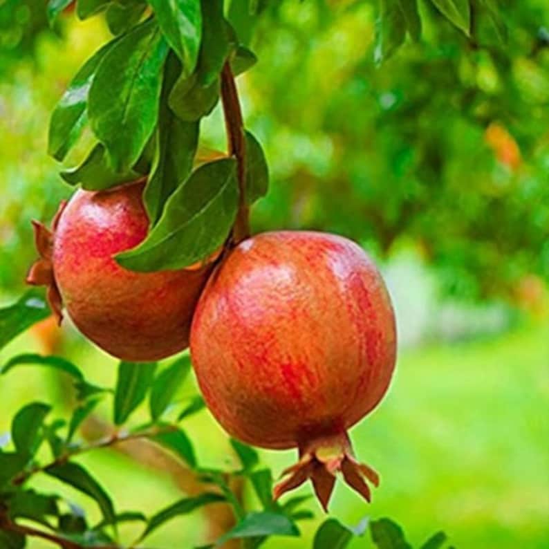 Salavatski Pomegranate Starter Tree - Punica Granatum - Cold Hardy Fruit Tree - Russian Pomegranate Live Plant - Fruit Trees