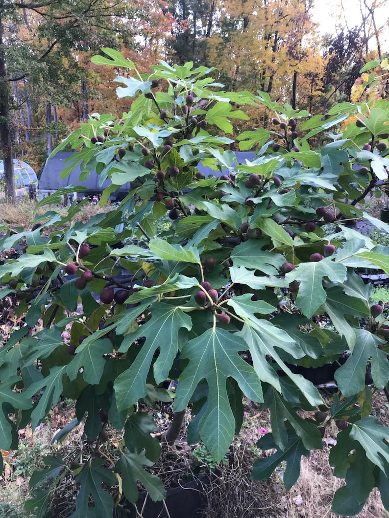 Organic Fig Tree Starter Plant - Violette De Bordeaux - Live Plant in 2.5"x3.5" Pot - Self-Fertile & Hardy Zones 7-10