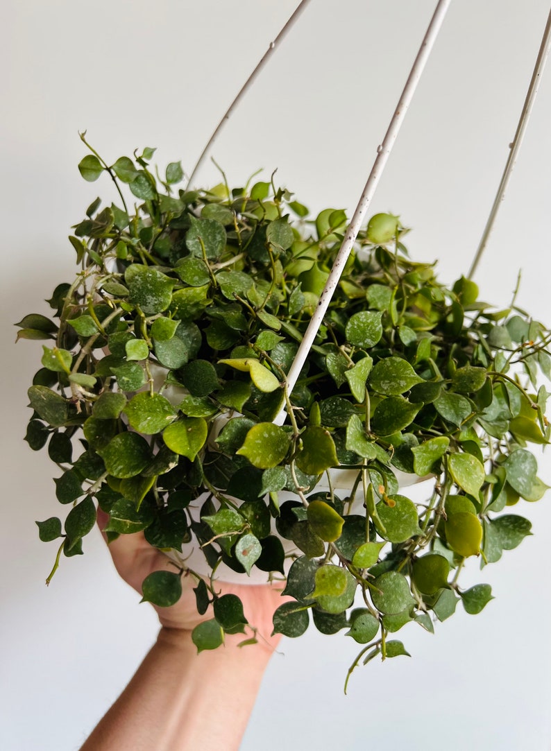 Hoya Curtsii Live Plant in 6” Hanging Basket - Silver Trailing Hoya with Mottled Variegation - Ideal Indoor Houseplant