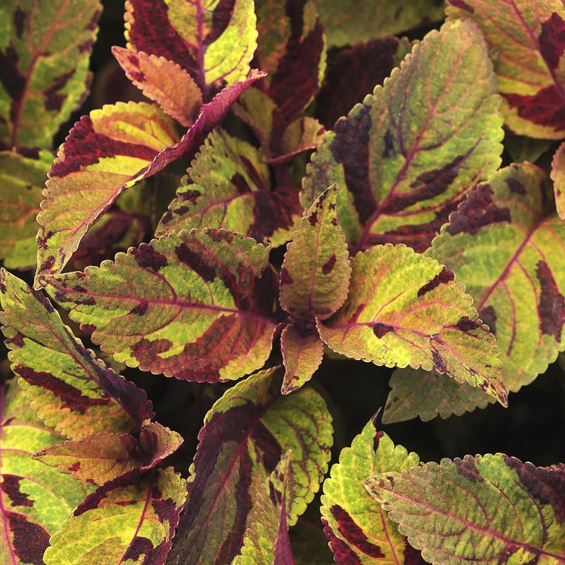 Coleus Seeds Packet - 15 Rare Sun Mighty Mosaic Seeds, Vibrant Ornamental Plant, Solenostemon scutellarioides for Indoor/Outdoor