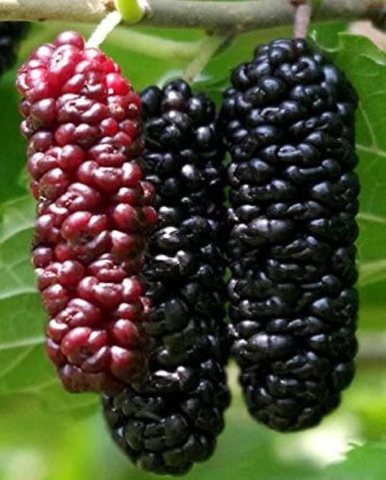 Illinois Everbearing Mulberry Tree - Live Plant - Morus Alba X Rubra - Sweet Edible Fruit - Hardy to -25°F