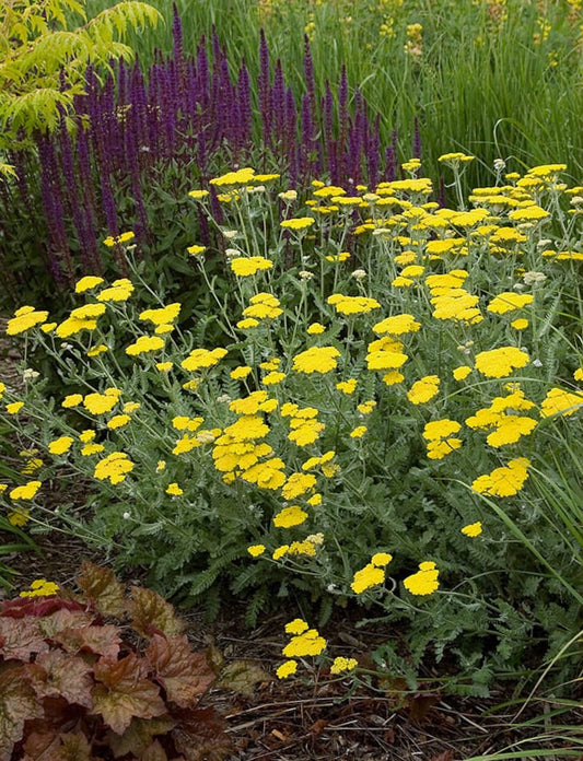 Yarrow Live Starter Plant 2.5" Pot 'Moonshine' Canary Yellow Blooms Achillea millefolium Perennial for Sunny Borders