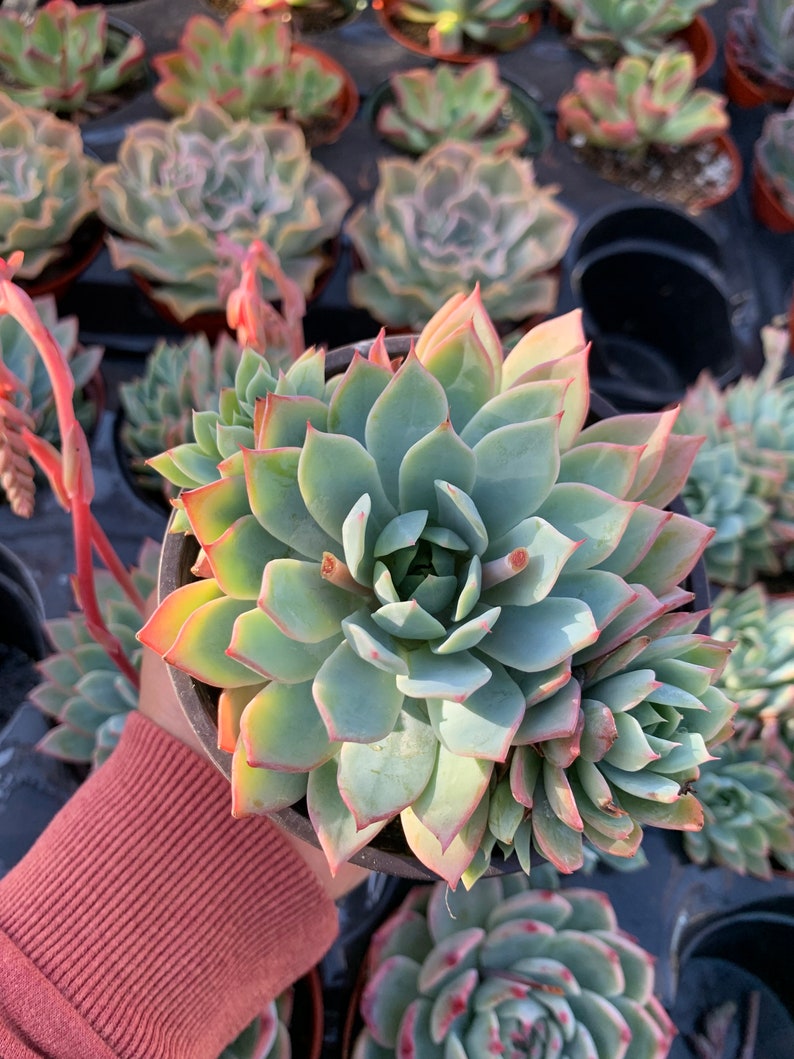 Echeveria Secunda Blue Mist Succulent Plant 4” Live Plant in Nursery Pot - Beautiful Succulent with Pups