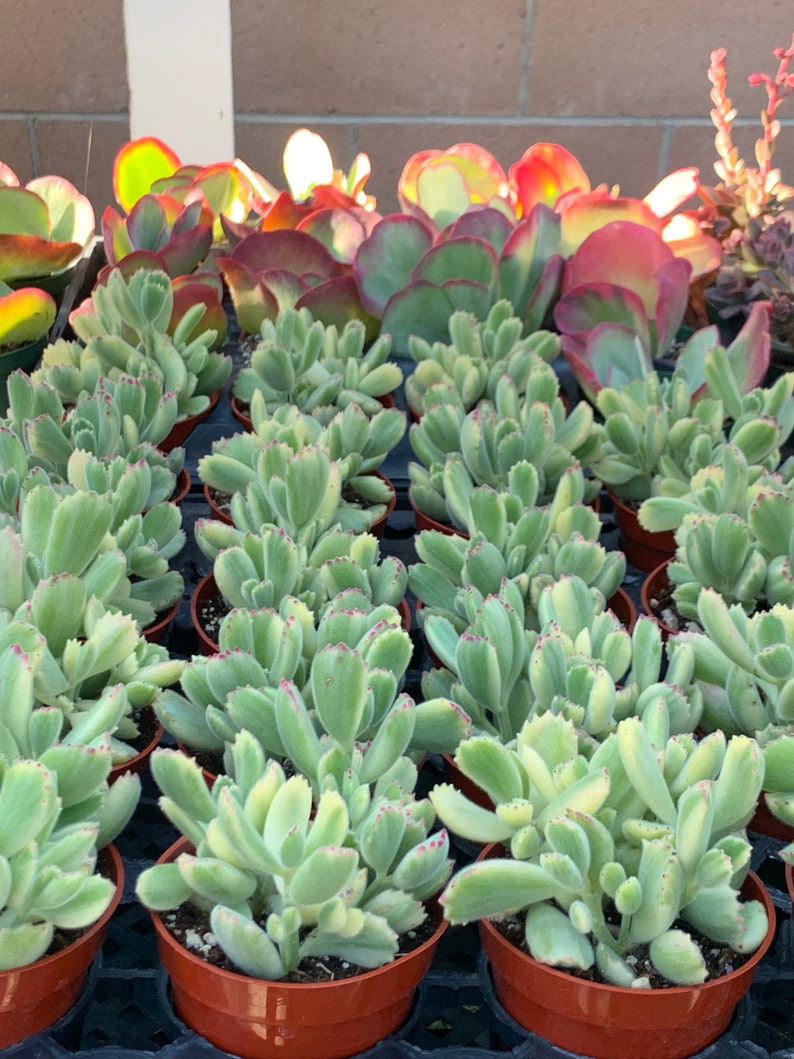4” Variegated Cotyledon Tomentosa Bear’s Paw Succulent - Chunky Fuzzy Leaves, Perfect Gift Plant in Nursery Pot