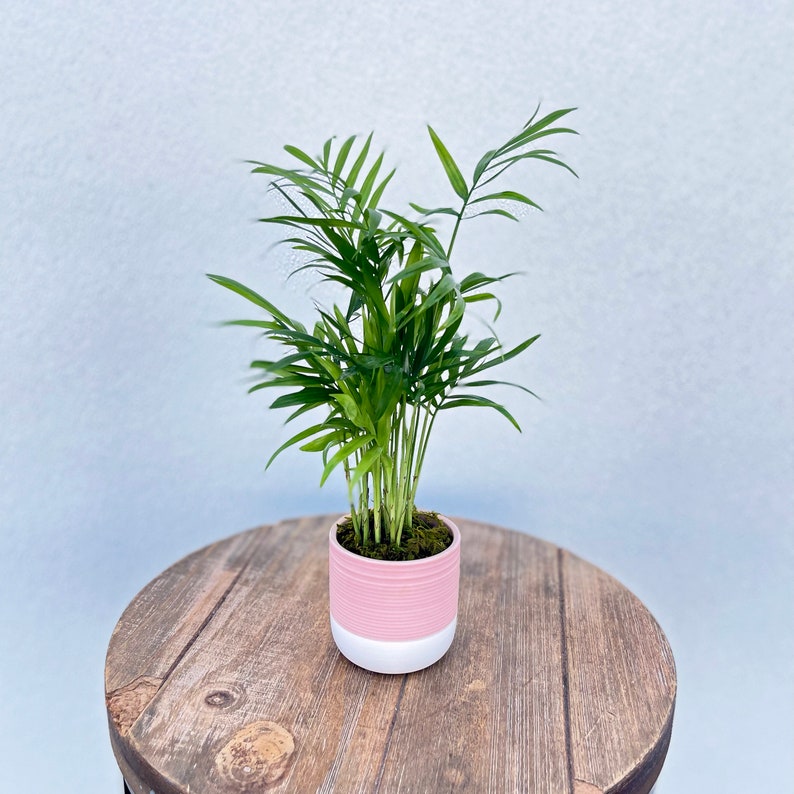 LIVE Parlor Palm Plant in Ceramic Pot - Chamaedorea Elegans - Indoor Houseplant Gift for Home, Office, Coworkers, Couples