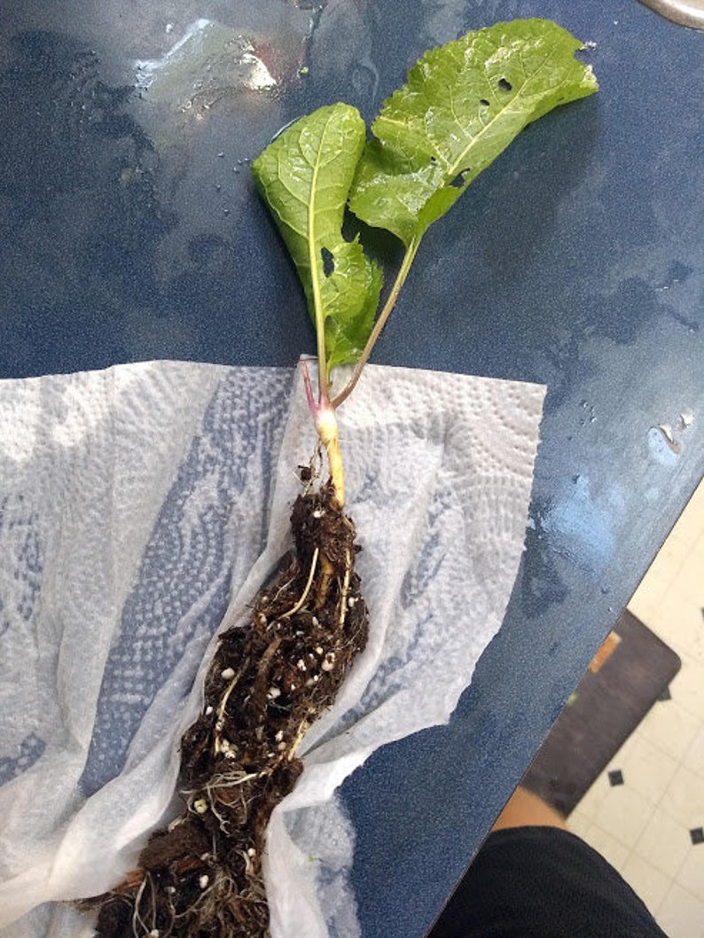Mammoth Horseradish Plant Starter - Live Rooted Perennial for Cooking - Armoracia rusticana - Zones 2-9, Organic, Non-Pesticide