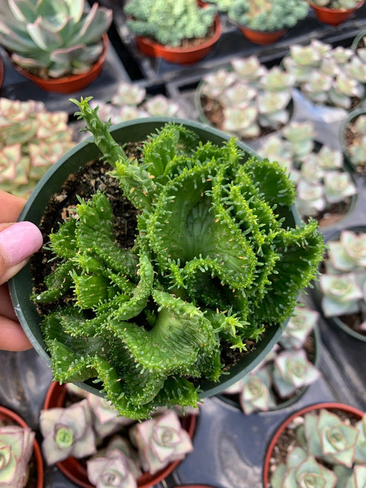 4” Crested Medusa’s Head Succulent, Euphorbia Flanaganii, Live Plant in Nursery Pot, Unique Houseplant for Home Decor