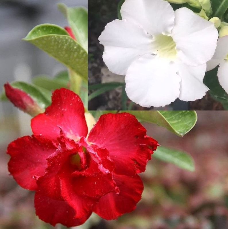 Desert Rose Live Starter Plant 4-8 inch Adenium Obesum Pesticide-Free Non-GMO Ornamental Flowering Plant