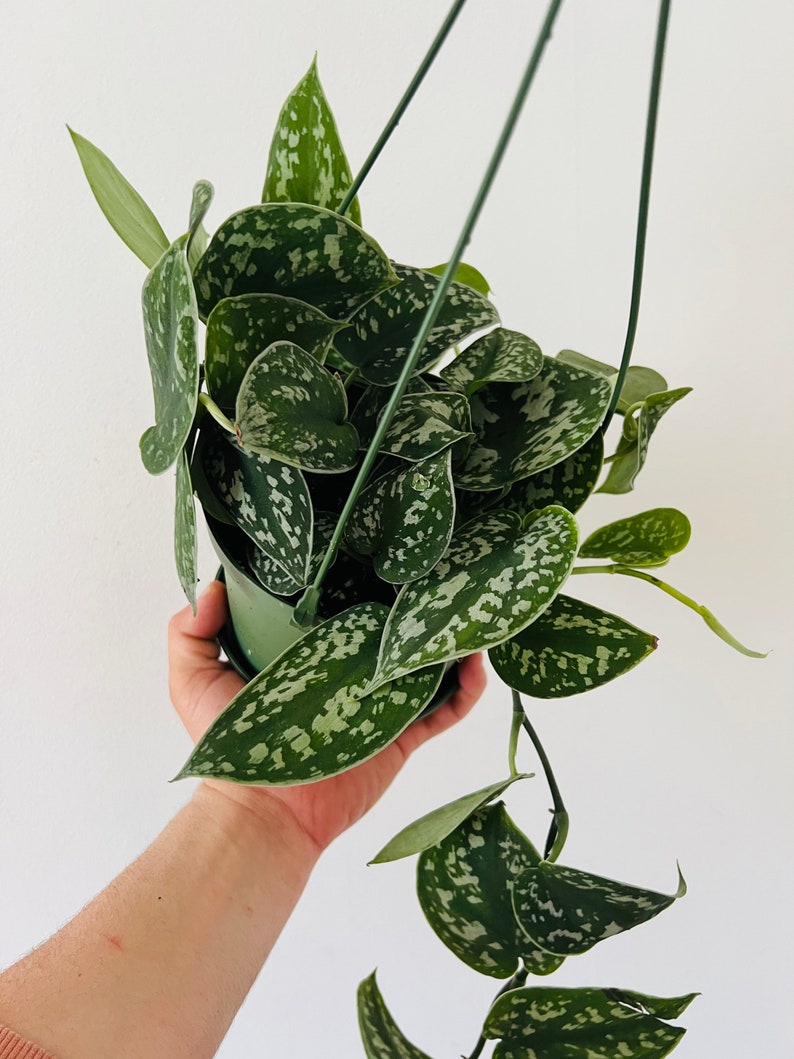 Silver Pothos Plant in 6” Hanging Basket - Scindapsus Silver Satin - Easy Care Houseplant for Bright Indirect Light