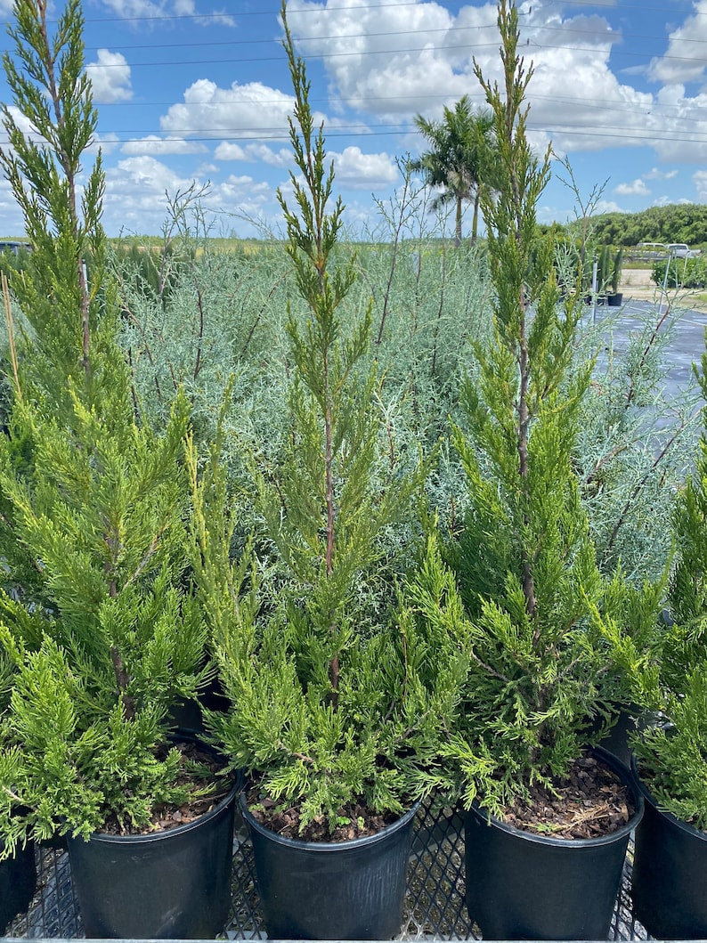 Hetzii Green Columnar Juniper - Evergreen Privacy Conifer, Juniperus Chinensis, Salt Tolerant, Narrow Pyramidal Shape