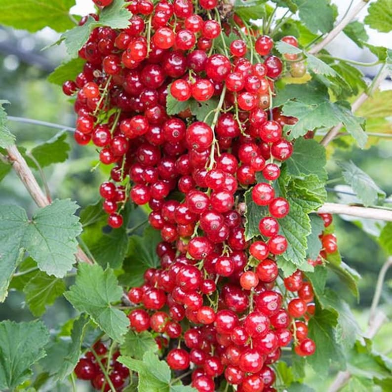 Red Lake Currant Plant - Rooted Starter - Self-Pollinating Red Berries - Ribes rubrum - Zones 3-7 - Pesticide-Free