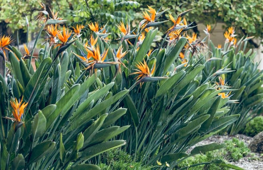 9Pk 3 Inch Orange Bird of Paradise Plants - Strelitzia Reginae - Tropical Evergreen Perennial with Unique Flowers