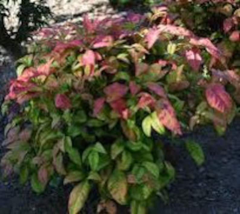 2 Inch Live Nandina domestica 'Fire Power' - 5 Pack - Colorful Evergreen Shrubs for Garden or Landscape