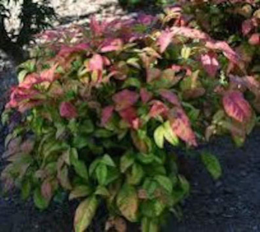2 Inch Live Nandina domestica 'Fire Power' - 5 Pack - Colorful Evergreen Shrubs for Garden or Landscape