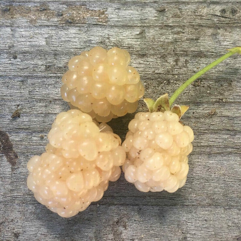 Snowbank White Blackberry Plant - Live Rooted Starter - Self-Pollinating - Rubus fruticosus - Zones 5-8 - Organic, Pesticide-Free