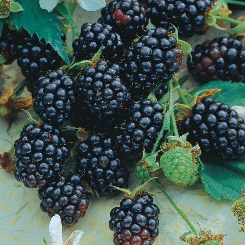 Triple Crown Thornless Blackberry Plant - Rooted Starter, Rubus fruticosus, Ideal for Zones 5-9, Organic, Self-Pollinating