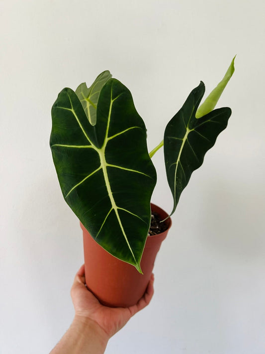 Alocasia Frydek Live Plant in 3” 4” or 6” Pot - Tropical Houseplant with Velvet Leaves - Alocasia micholitziana