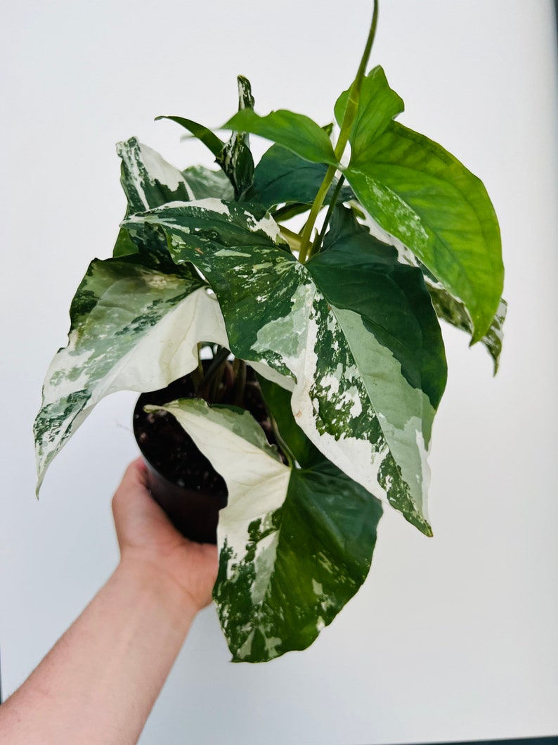 Syngonium Albo Houseplant - Live Plant in 6” Pot - Rare Variegated Syngonium with Cream and White Splash - Syngonium podophyllum