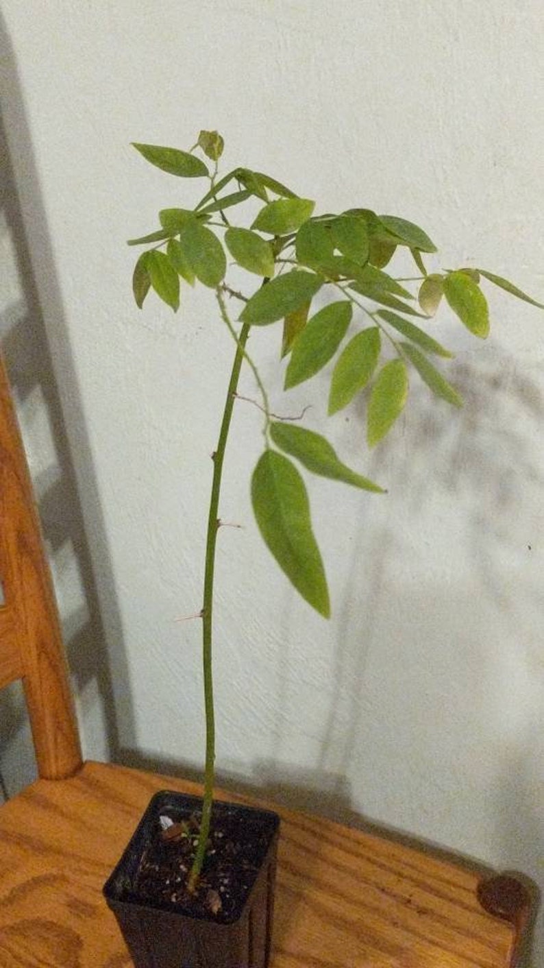 Katuk Tree 2ft Tall - Sweet Leaf Vegetable, Sauropus androgynus, Fully Rooted, Nutrient-Rich, Edible Shrub for Planting