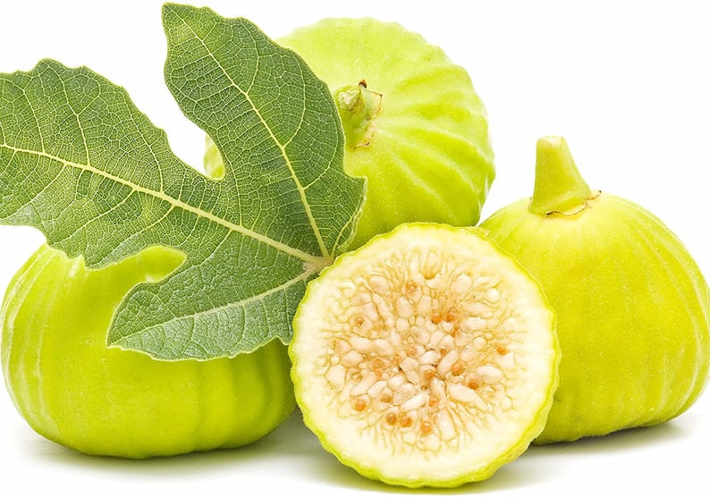 Marseilles White Fig Plant - Live Rooted Starter, Self-Pollinating, Ficus carica, Ideal for Potted Growing, Zones 7-9
