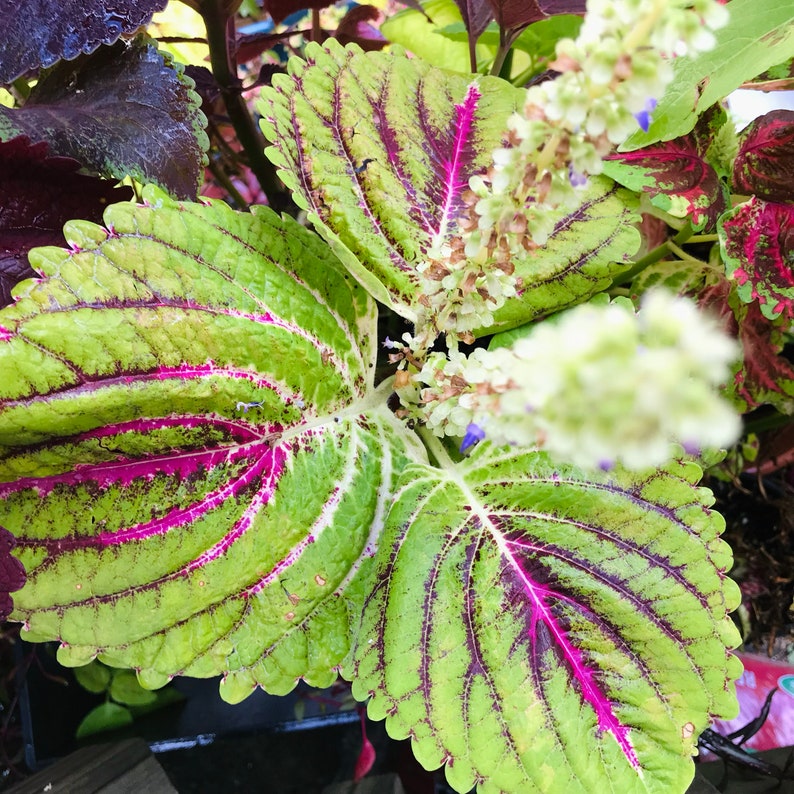 Coleus Seeds - 15 Pack Exhibition Giant Purple Veins - Ornamental Plant, Non-GMO, Rare Indoor/Outdoor Variety, Solenostemon